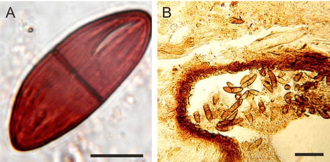 Представитель Семейства Cainiaceae
